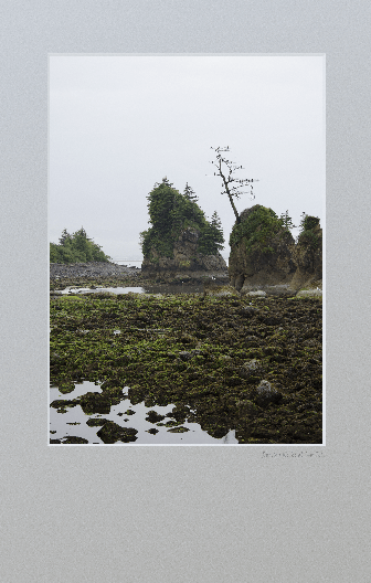 Picturesque rocks with tree and birds at low tide.